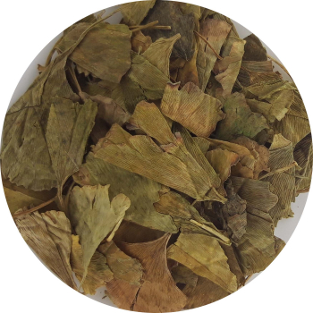 Ginkgo biloba liść